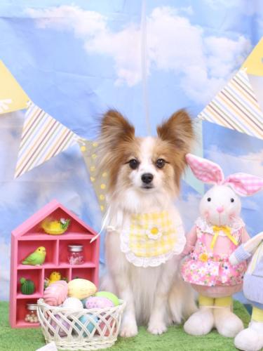 20240324ボタンちゃん